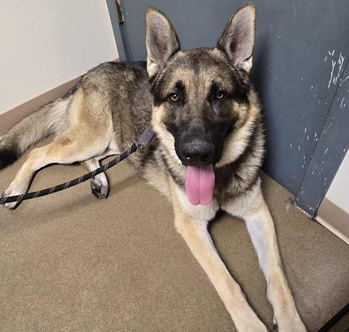 Photo of Rockee
