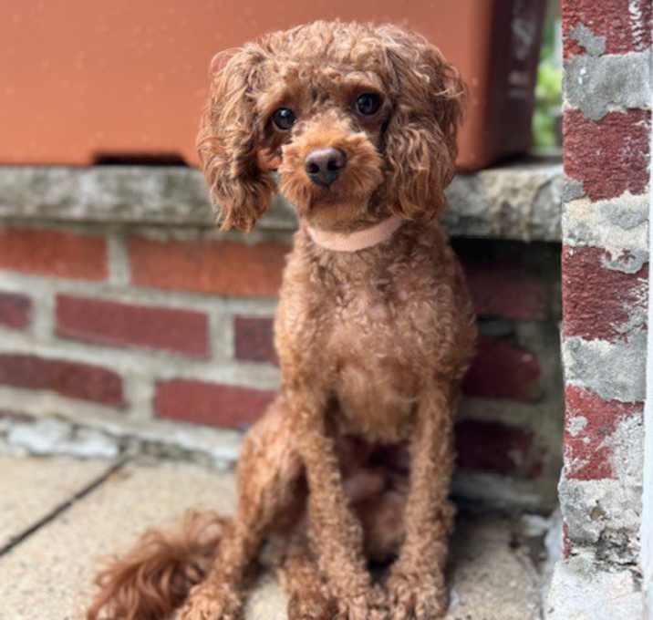 Photo of Peanut