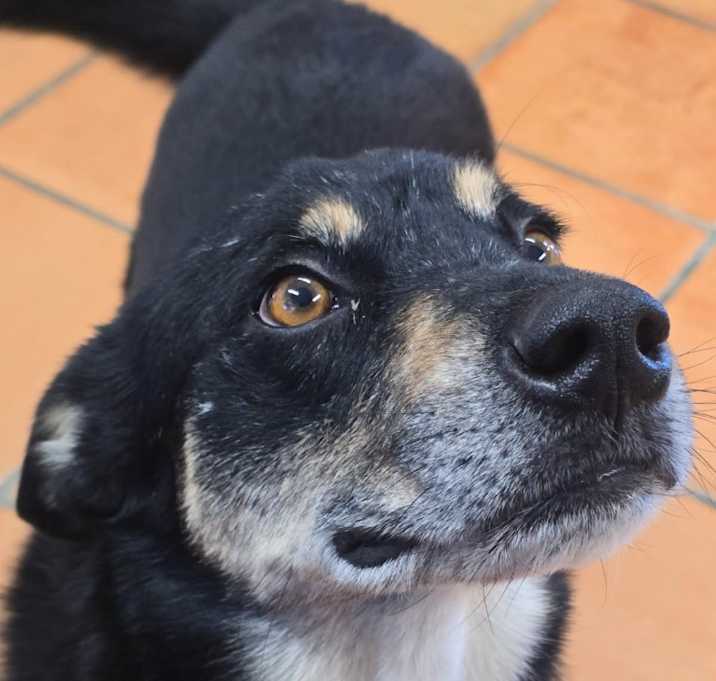 Photo of Henny