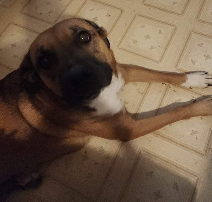 Photo of Dixie