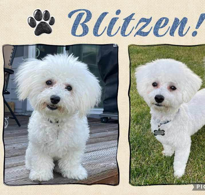 Photo of Blitzen - MT
