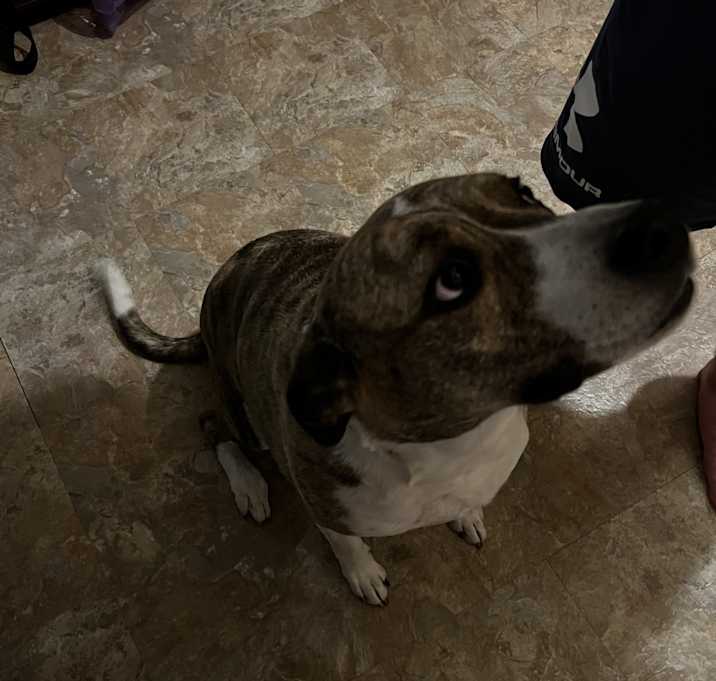 Photo of Biscuit