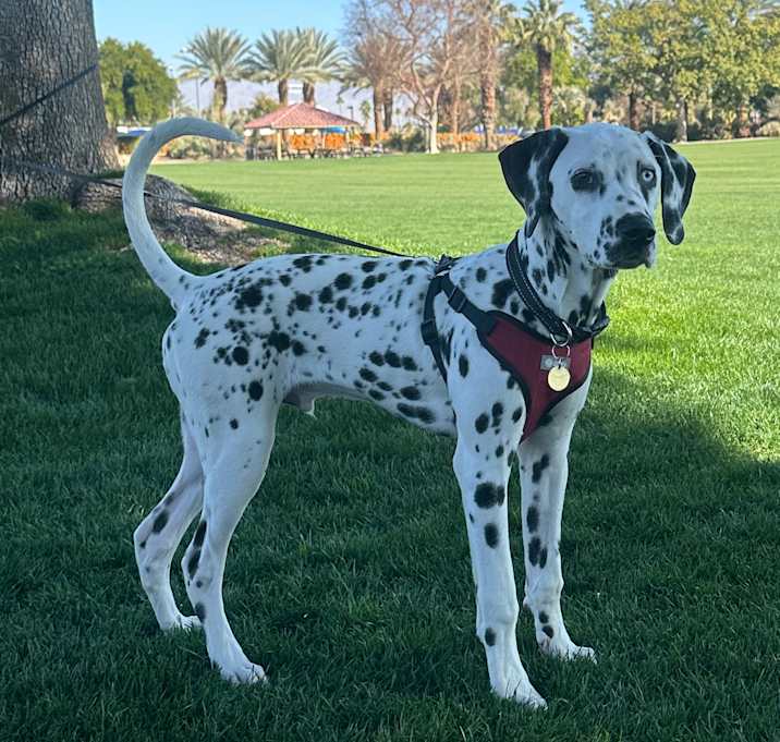 Photo of Chance