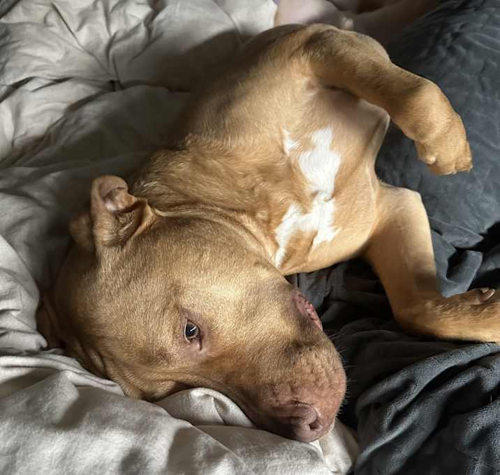 Photo of Moose