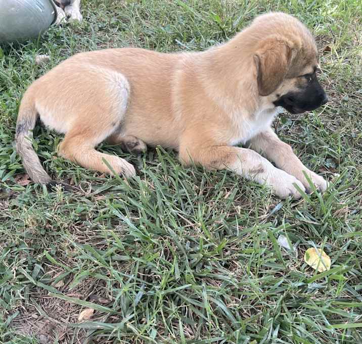 Photo of Dog