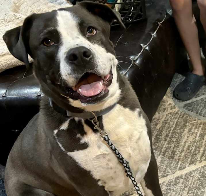 Photo of Dodger