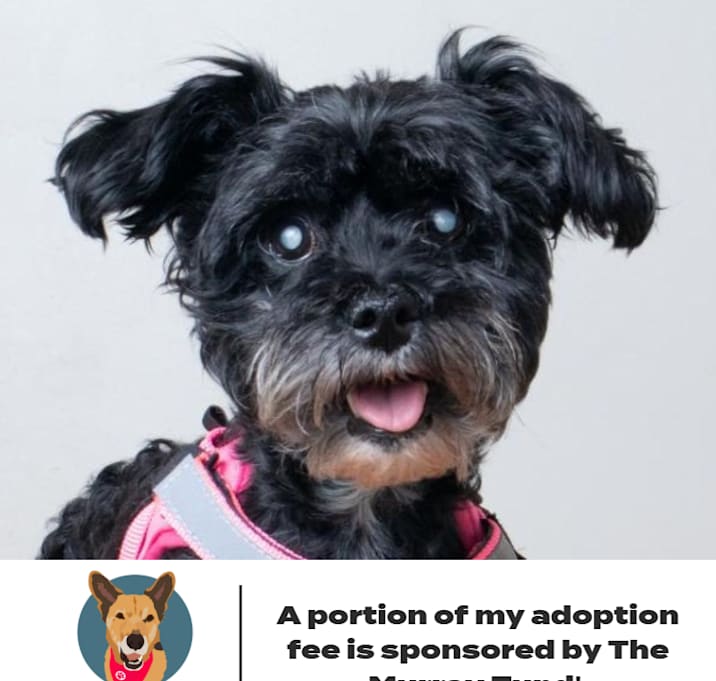 Photo of Cookie D16836 (Sponsored)