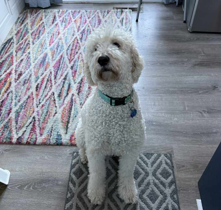 Photo of Goldie