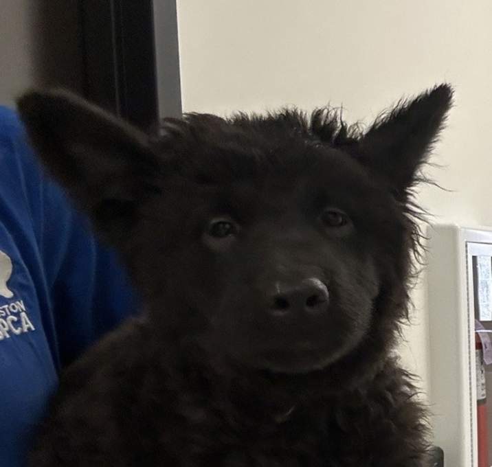 Photo of Sage