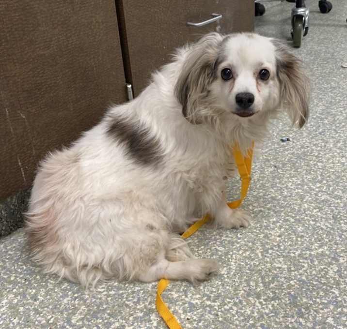 Photo of Cookie