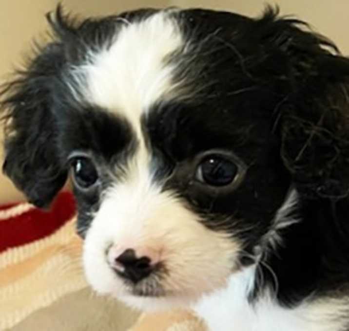 Photo of SHELLY (TINY SNUGGLER)