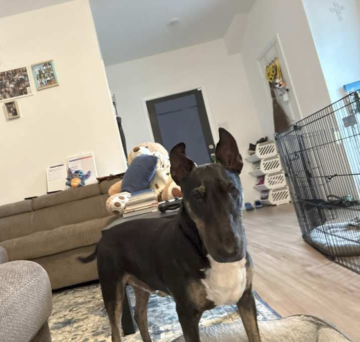 Photo of Tripp