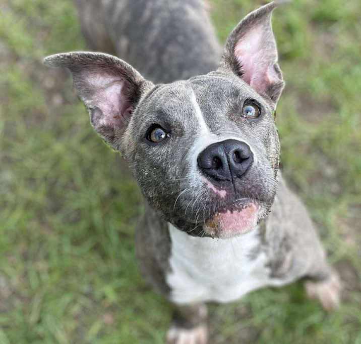 Photo of PENNY/URGENT