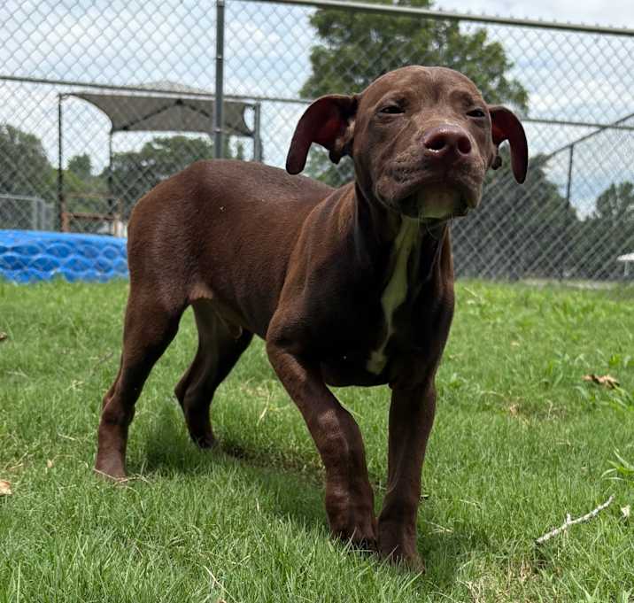 Photo of (Found) Ziggy 