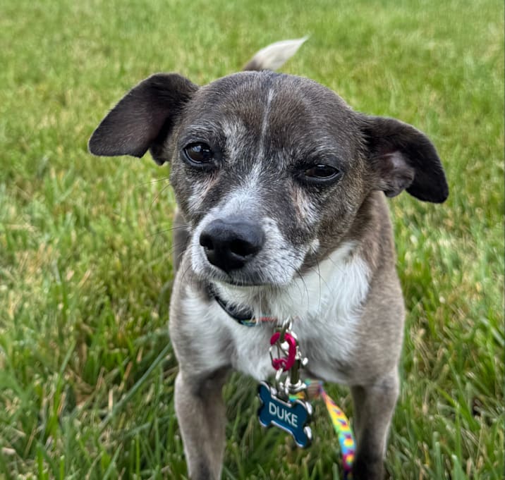 Photo of Duke