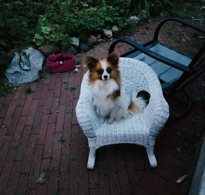 Photo of Ace