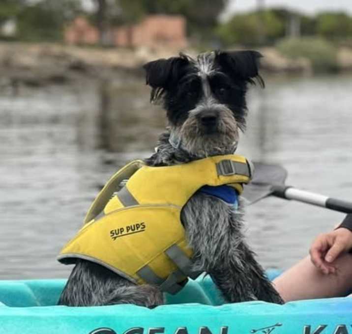 Photo of Ace