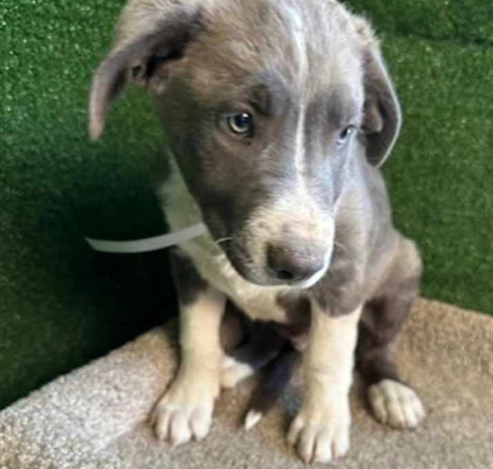 Photo of Eeyore