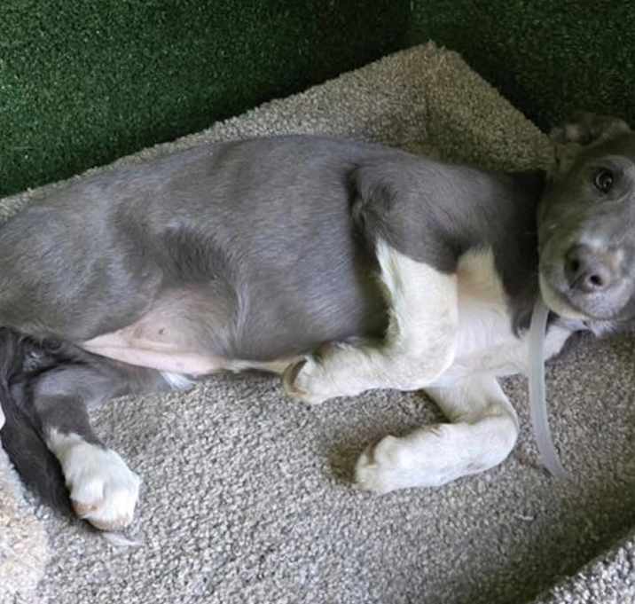 Photo of Willow