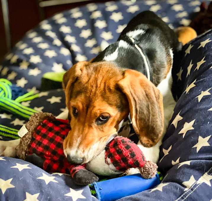 Photo of Lady (TX) playful!