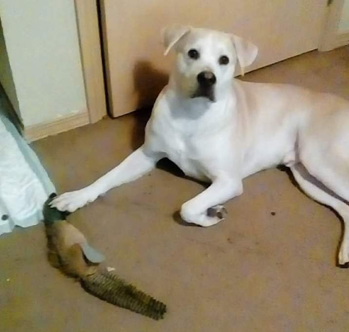 Photo of Diesel