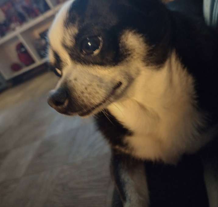 Photo of Rocco