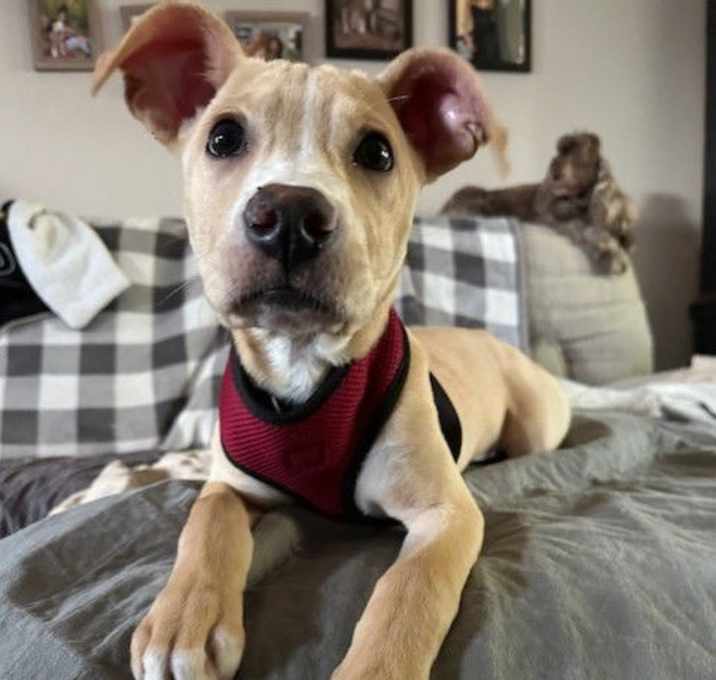 Photo of Milo