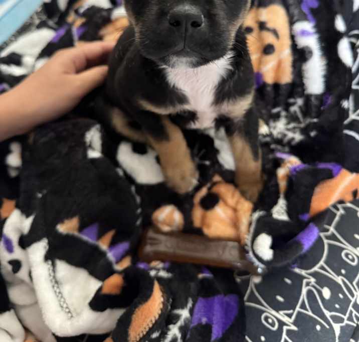 Photo of Onyx
