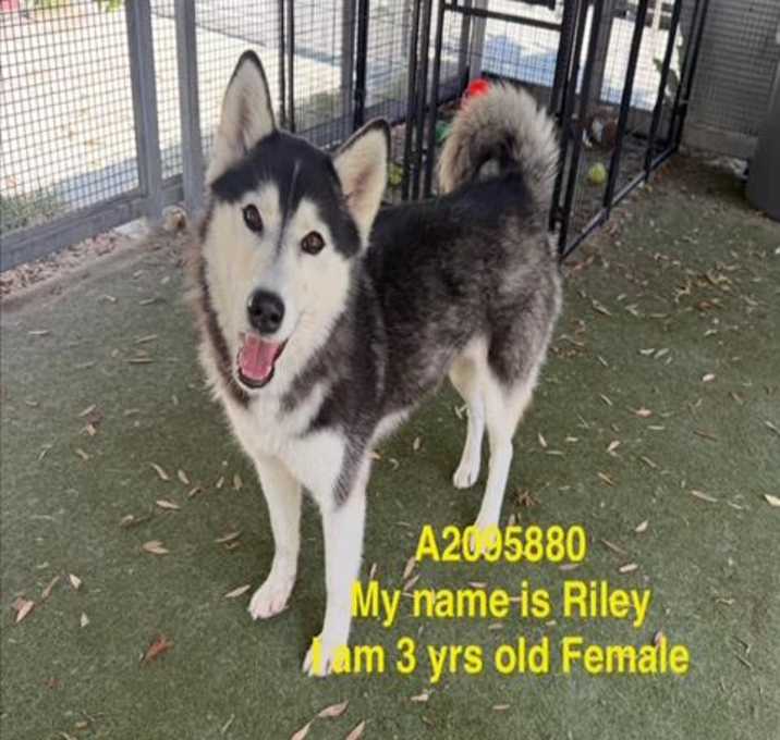 Photo of RILEY MOSQUEDA