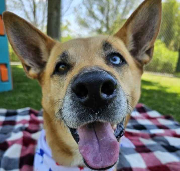 Photo of Nova (Sadie)