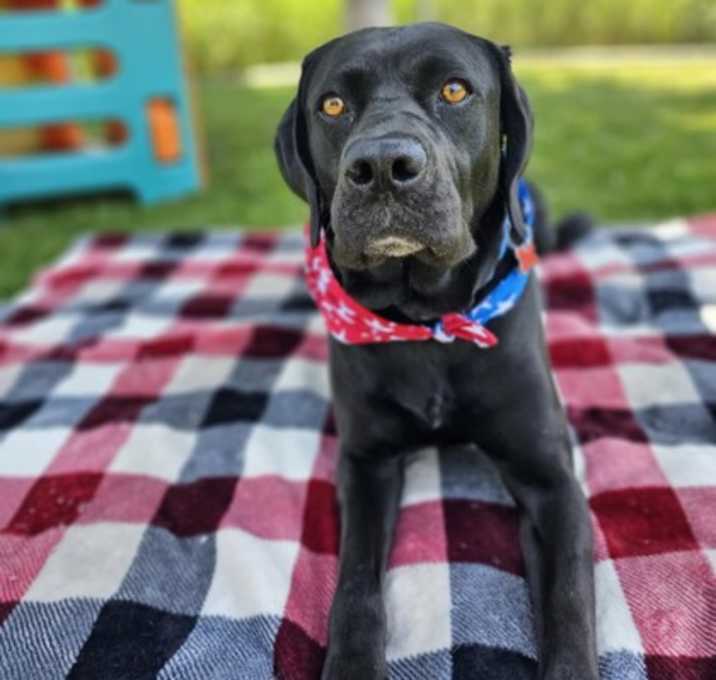 Photo of Rosie