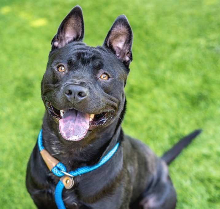 Photo of BENTLEY