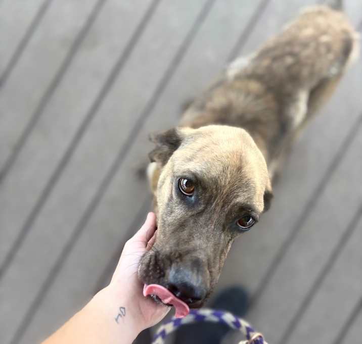 Photo of Scoob