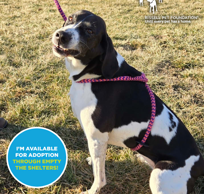 Photo of Ruby- $70 Bissell Sponsored Adoption Fee!
