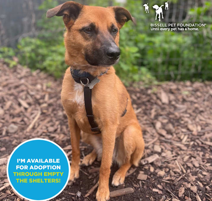 Photo of Hailey- $70 Bissell Sponsored Adoption Fee!