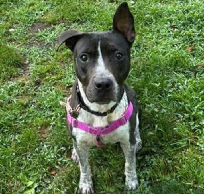 Photo of Shyla