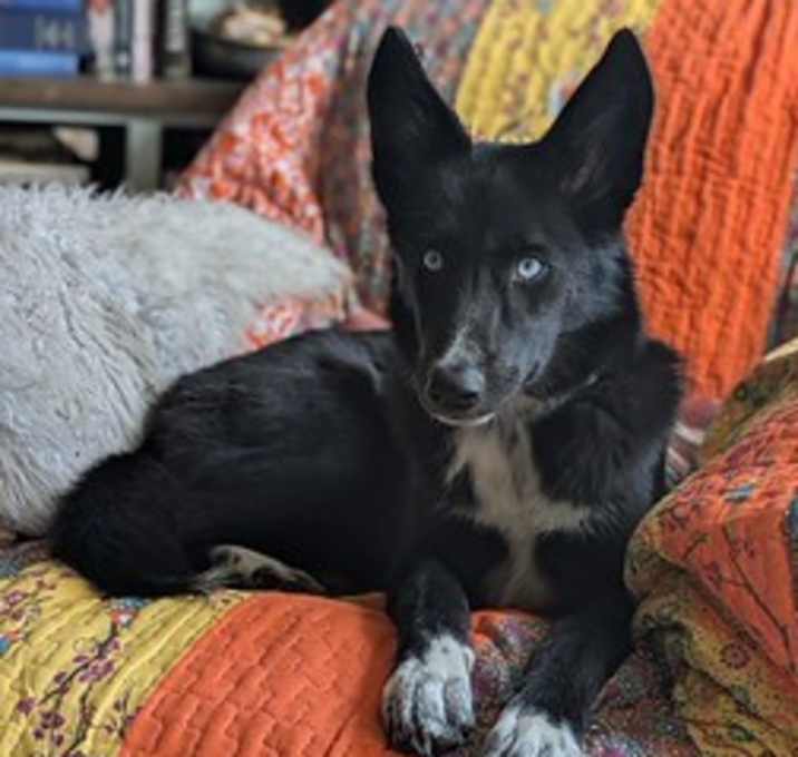 Photo of Onyx