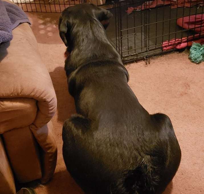 Photo of hercules