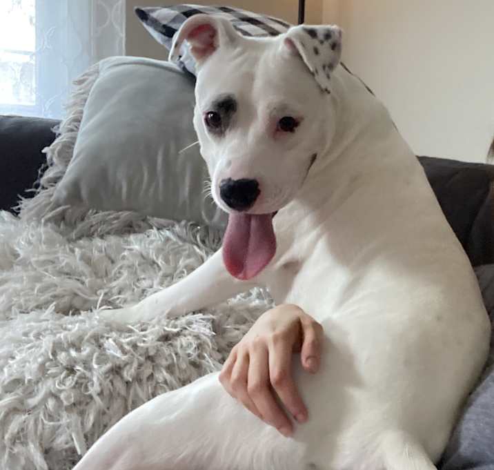 Photo of Bo