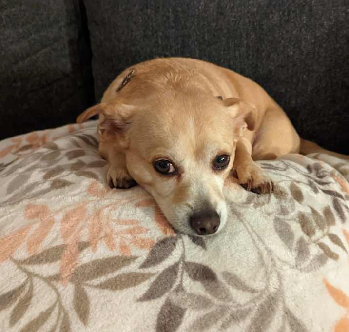 Photo of Blu