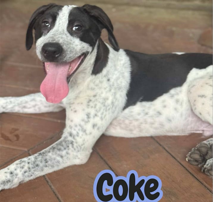 Photo of Coke