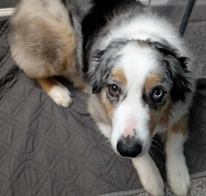 Photo of Annie