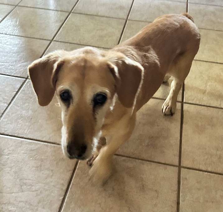 Photo of Bella