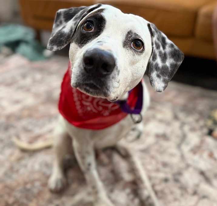 Photo of Fire Marshal Bill will set your heart on fire