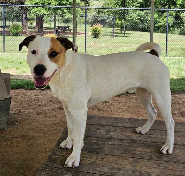 Photo of Dallas