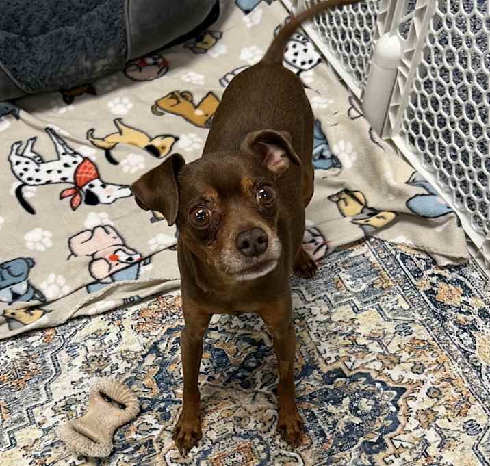 Photo of BRUCE