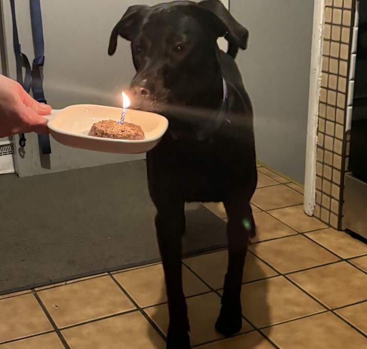 Photo of Dash