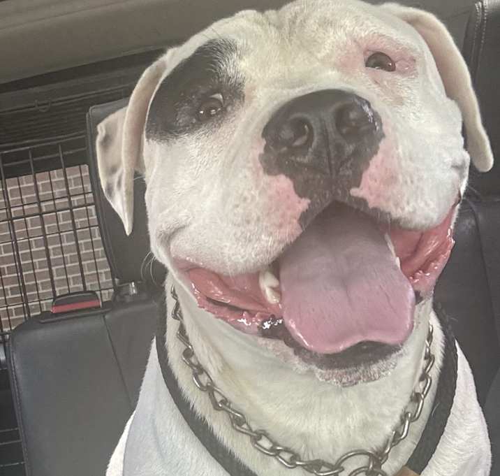 Photo of Bronco