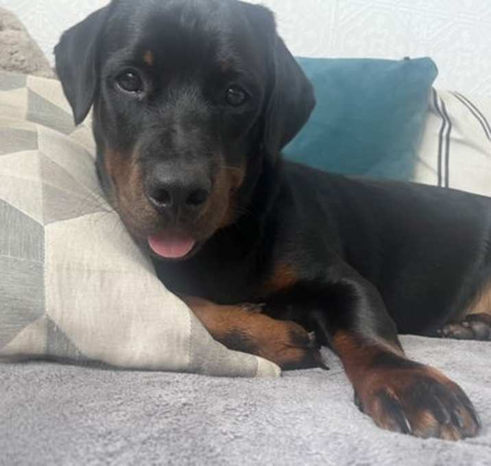 Photo of Dexter