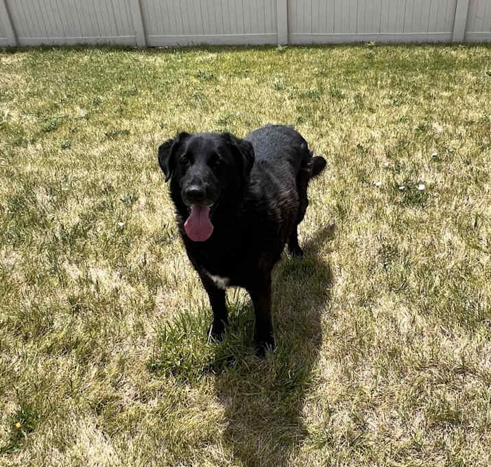 Photo of Moose